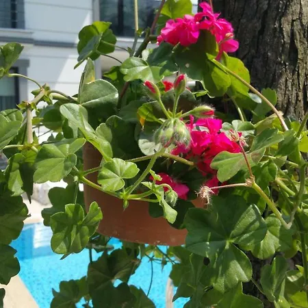 Fil 3 Tatil Evi Sapanca
